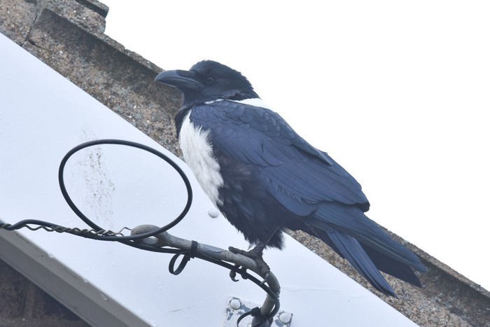 Pied Crow