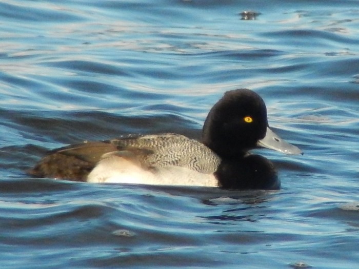 Lesser Scaup