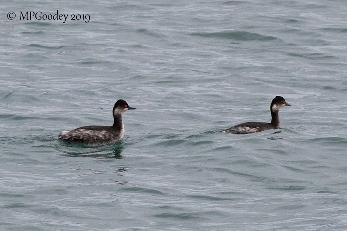Black-necked Grebe