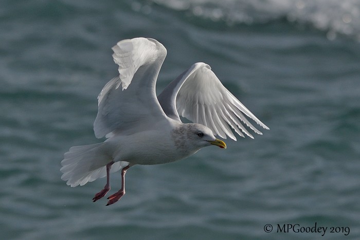 Kumlien's Gull