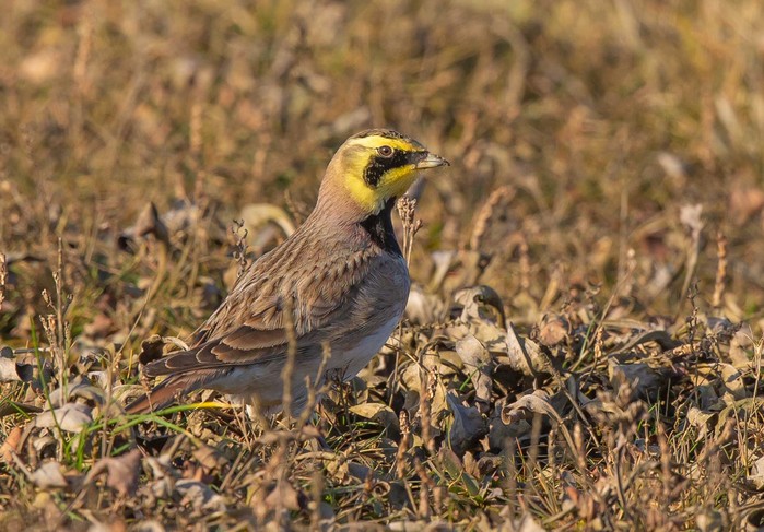 Shorelark