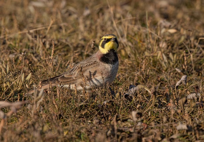 Shorelark