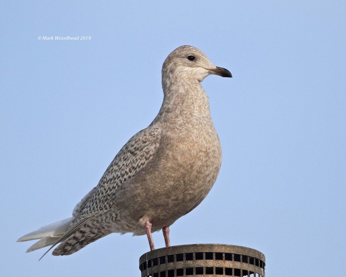 Iceland Gull