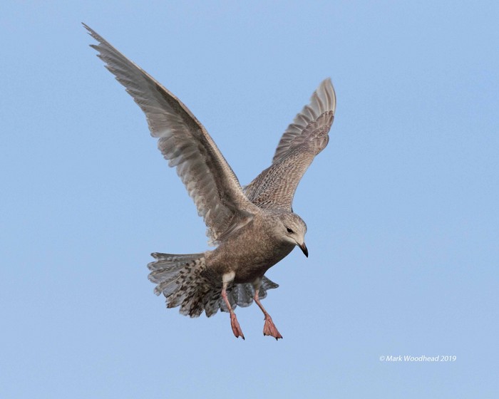 Iceland Gull
