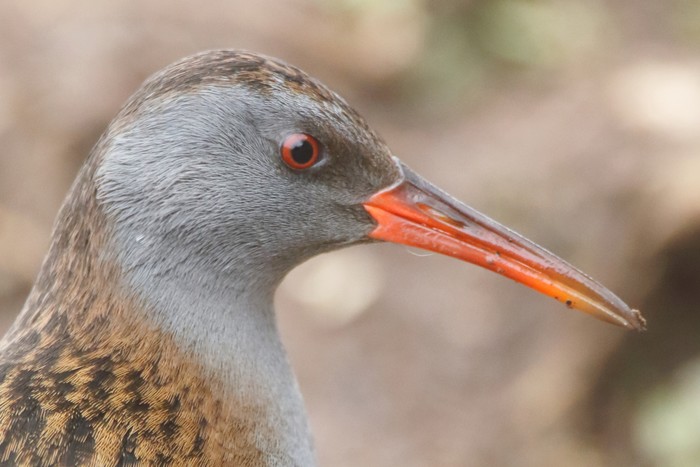 Water Rail