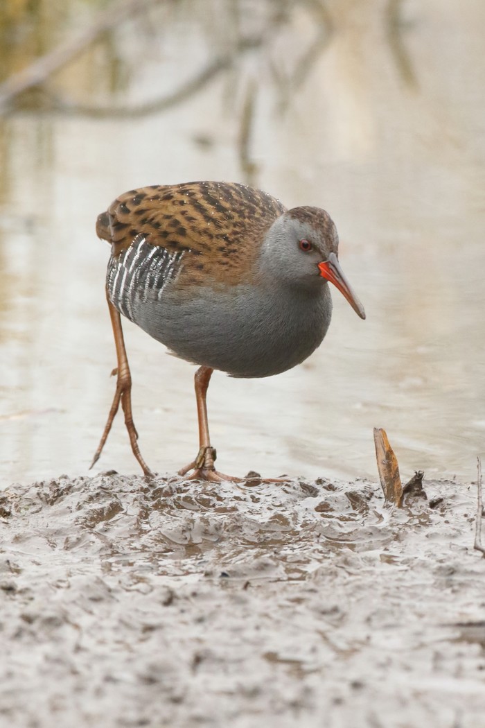 Water Rail