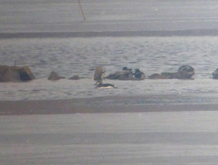 Long-tailed Duck