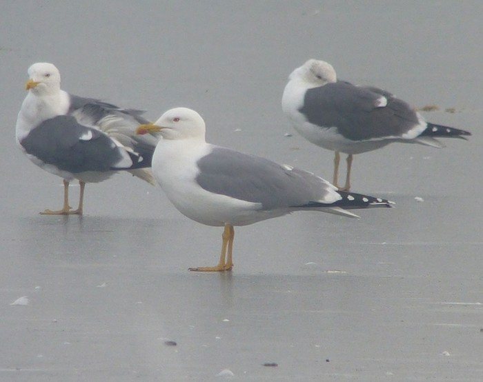 Yellow-legged Gull