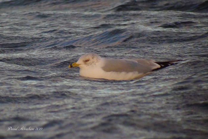 Ring-billed Gull