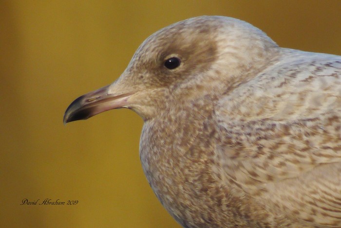 Iceland Gull