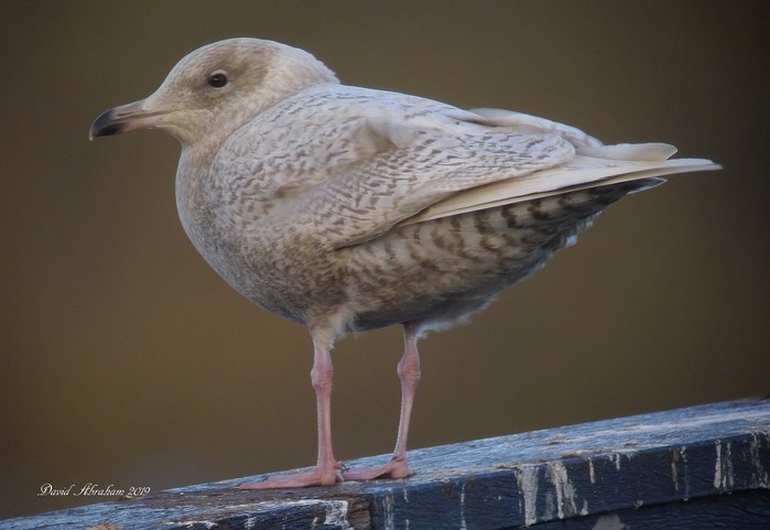 Iceland Gull