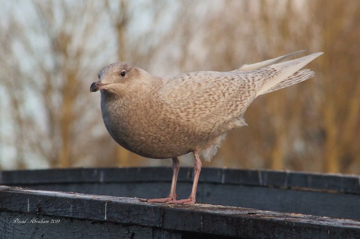 Iceland Gull