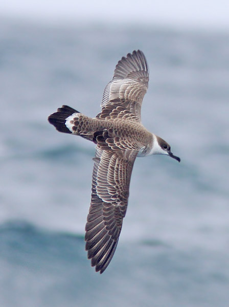 Great Shearwater