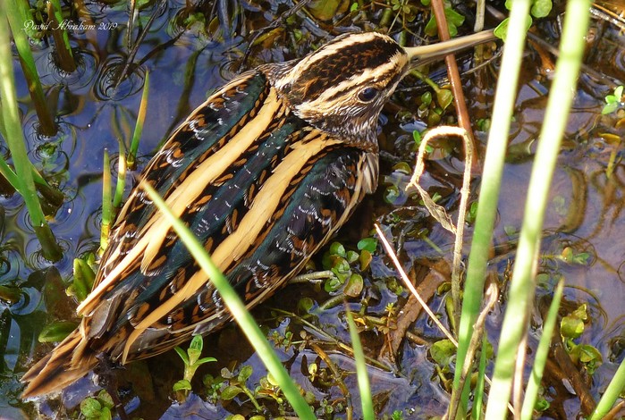 Jack Snipe
