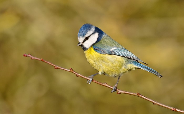 Blue Tit