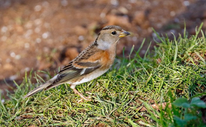 Brambling