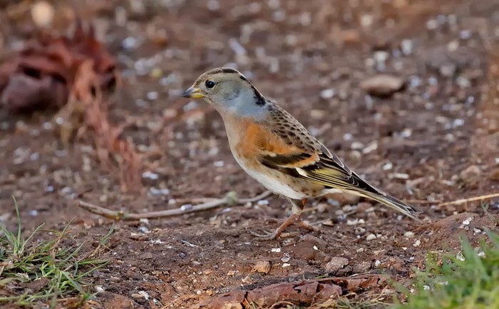 Brambling