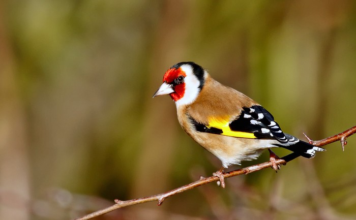 Goldfinch