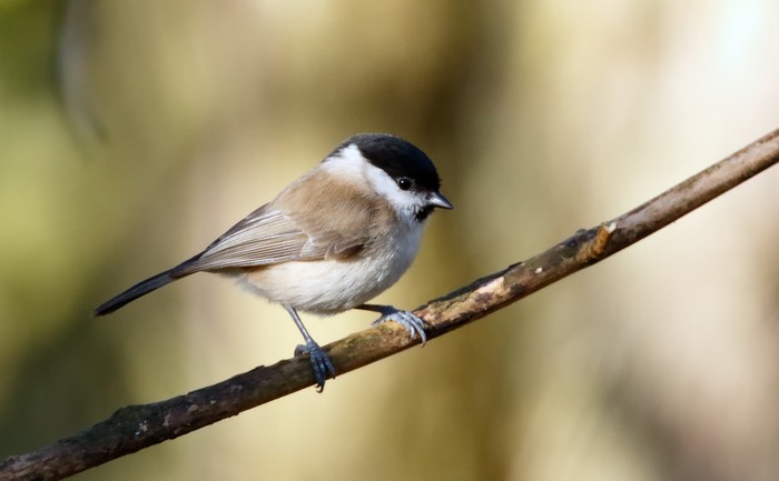 Marsh Tit