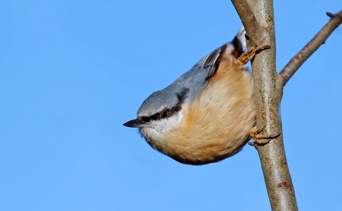 Nuthatch