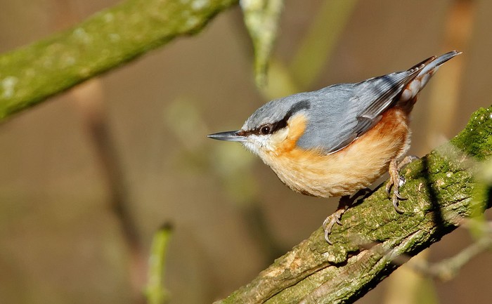 Nuthatch