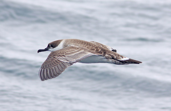 Great Shearwater