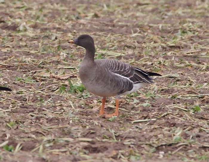 Tundra Bean Goose