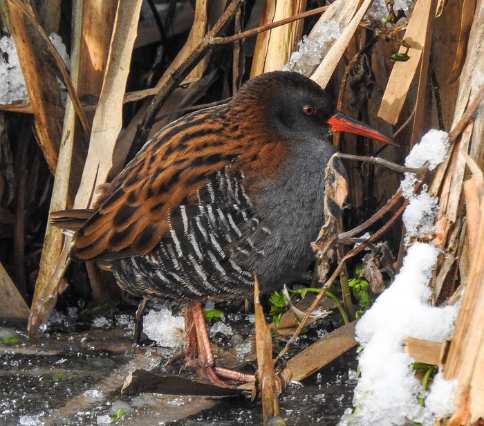 Water Rail