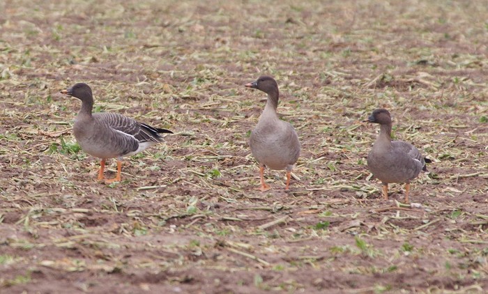 Tundra Bean Goose