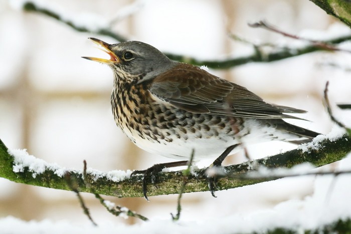 Fieldfare