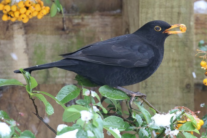 Blackbird 