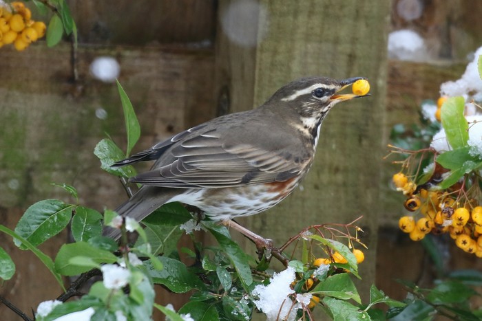 Redwing