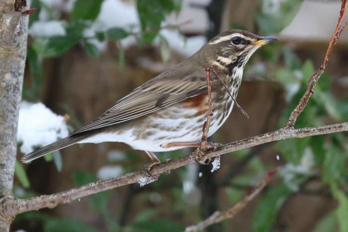 Redwing