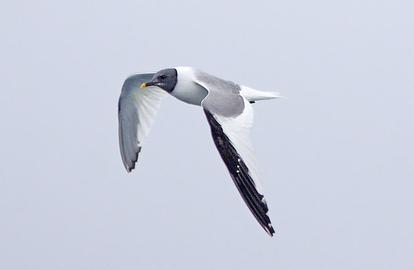 Sabine's Gull