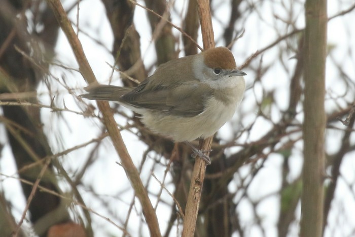 Blackcap