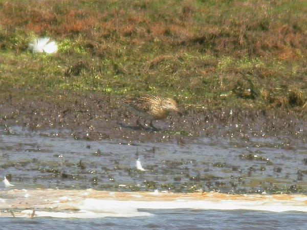 Sharp-tailed Sandpiper