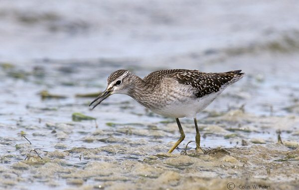 Wood Sandpiper
