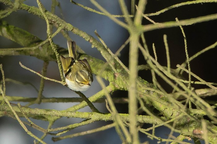 Pallas's Warbler