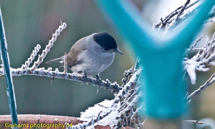 Blackcap