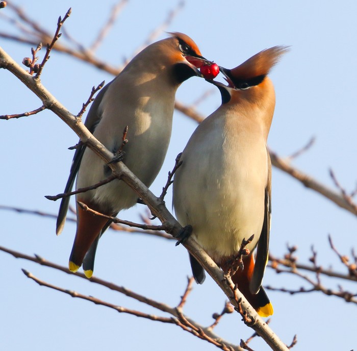 Waxwing