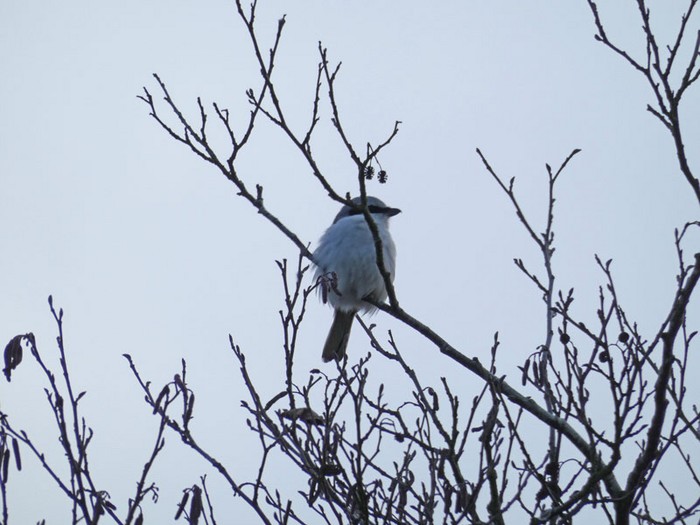 Great Grey Shrike
