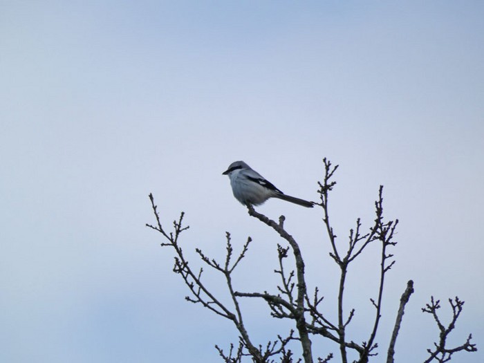 Great Grey Shrike