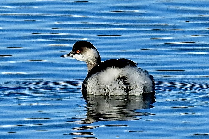 Black-necked Grebe