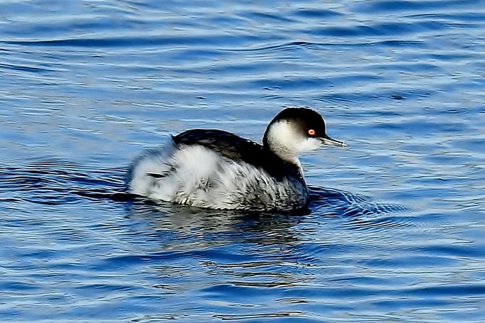 Black-necked Grebe