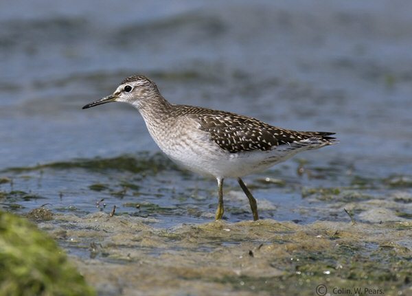 Wood Sandpiper