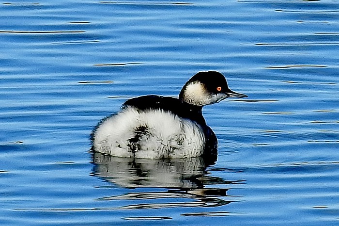 Black-necked Grebe