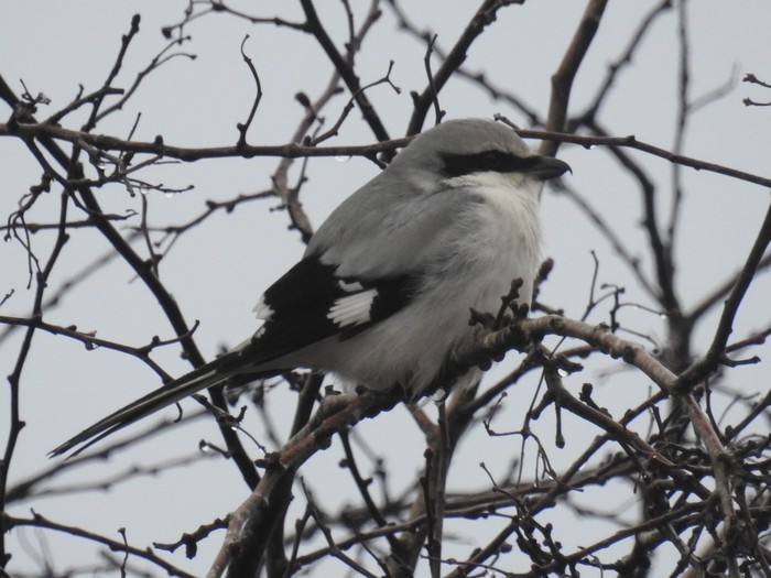 Great Grey Shrike