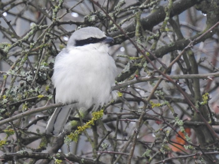 Great Grey Shrike