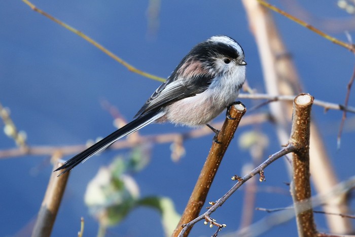 Long-tailed Tit