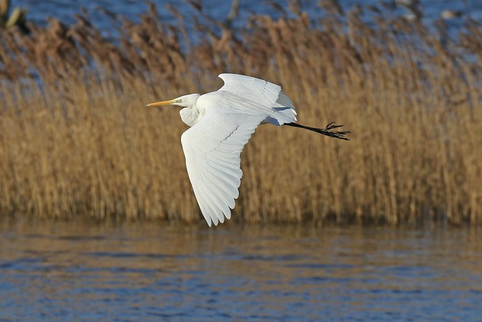 Great White Egret